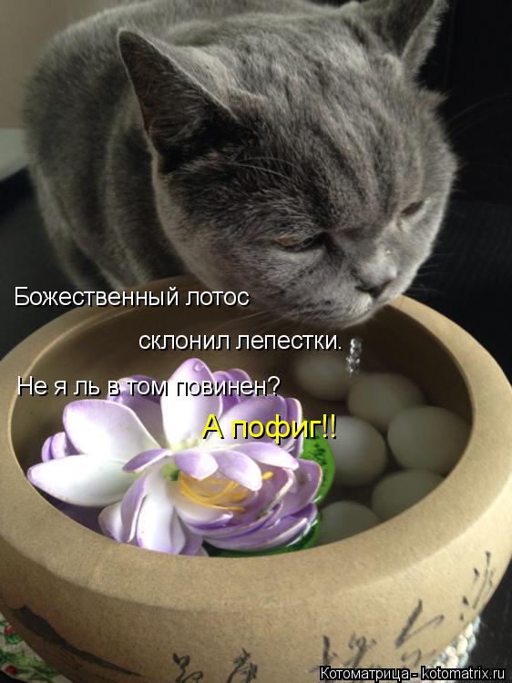 Котоматрица: Божественный лотос Не я ль в том повинен? А пофиг!! склонил лепестки.