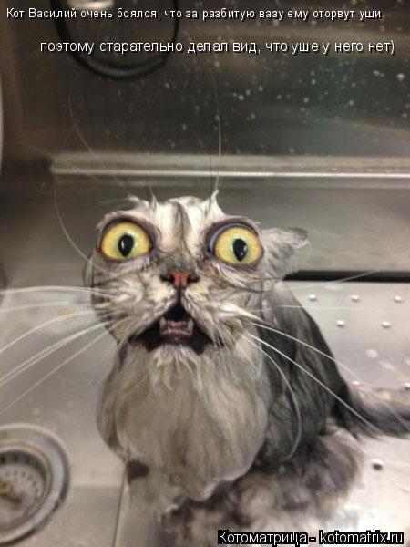 Котоматрица: Кот Василий очень боялся, что за разбитую вазу ему оторвут уши поэтому старательно делал вид, что уше у него нет)