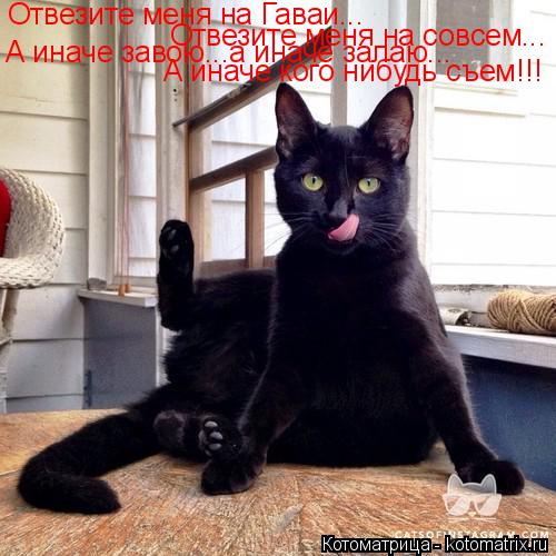 Котоматрица: Отвезите меня на Гаваи... Отвезите меня на совсем... А иначе завою...а иначе залаю... А иначе кого нибудь съем!!!