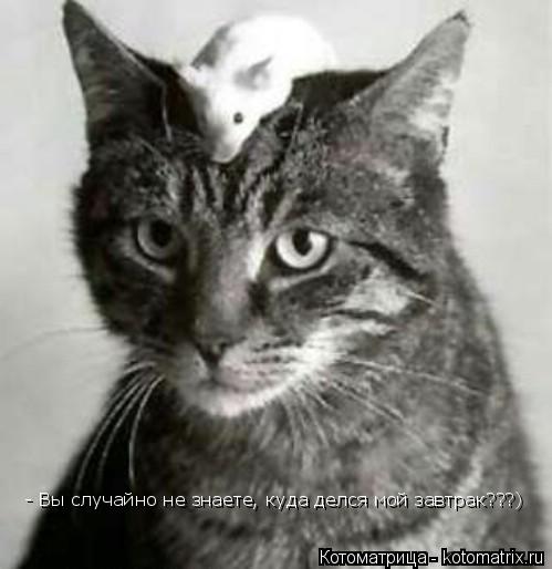 Котоматрица: - Вы случайно не знаете, куда делся мой завтрак???)