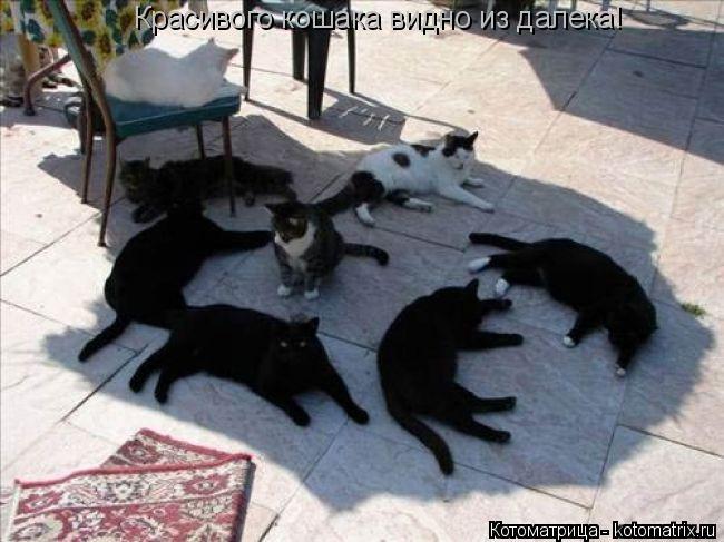 Котоматрица: Красивого кошака видно из далека!
