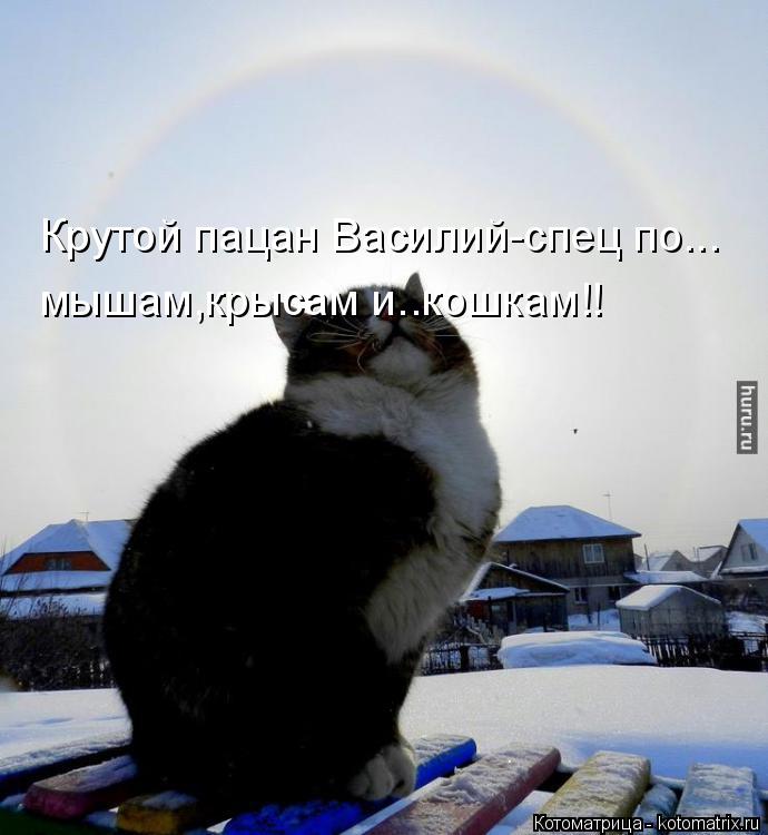 Крутой пацан Василий-спец по... мышам,крысам и..кошкам!!... Котоматрица: Крутой пацан Василий-спец по... мышам,крысам и..кошкам!!
