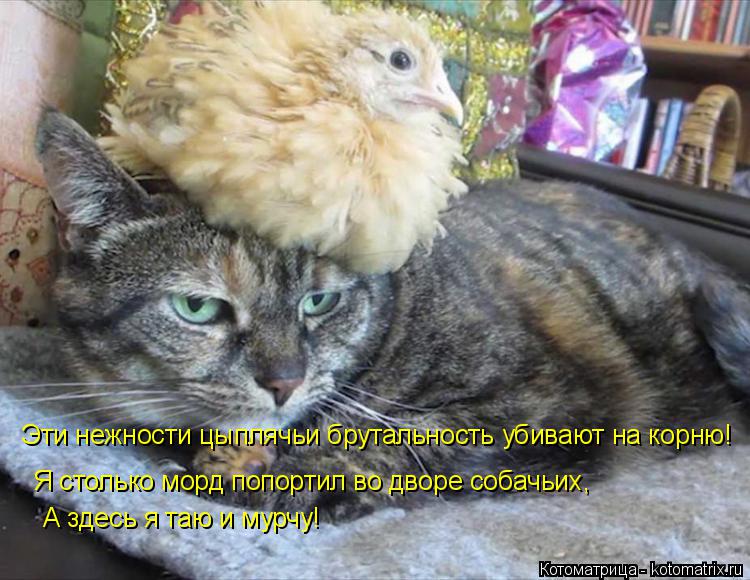 Котоматрица: Эти нежности цыплячьи брутальность убивают на корню! Я столько морд попортил во дворе собачьих, А здесь я таю и мурчу!