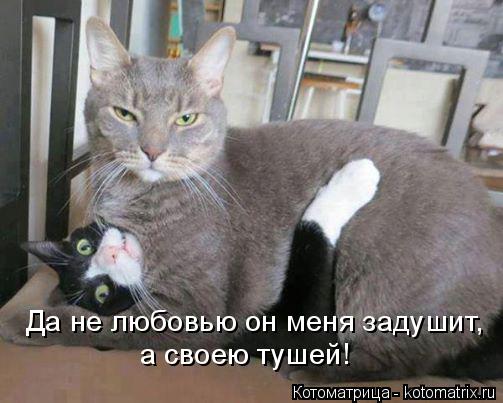 Да не любовью он меня задушит, а своею тушей!... Котоматрица: Да не любовью он меня задушит, а своею тушей!