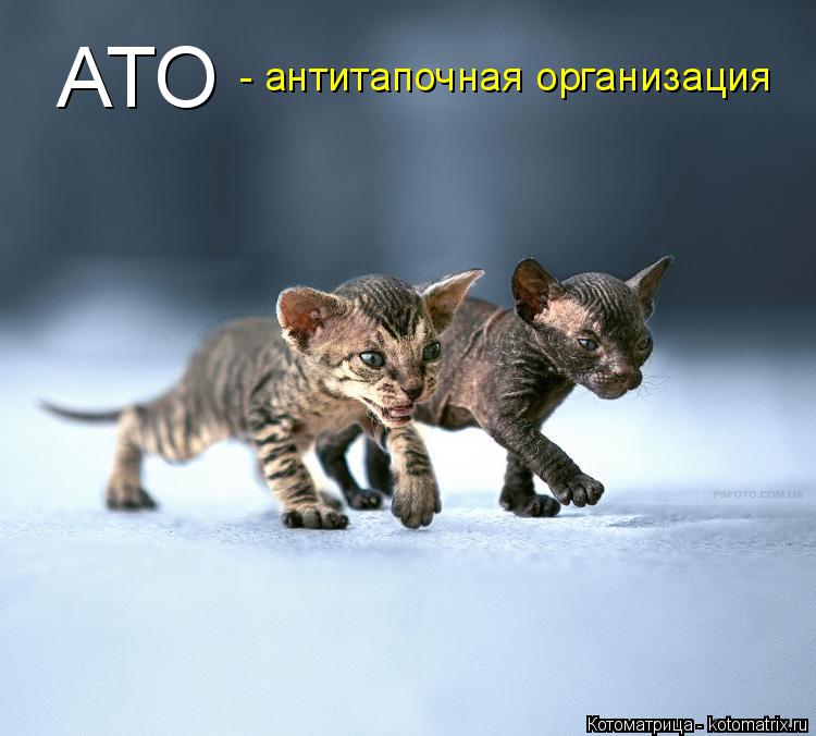 Котоматрица: АТО - антитапочная организация