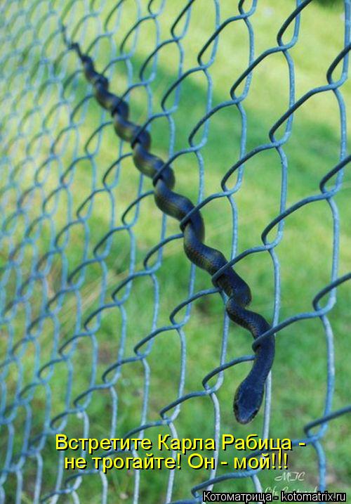 Котоматрица: Встретите Карла Рабица - не трогайте! Он - мой!!!