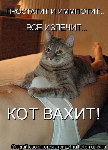 Котоматрица: ВСЕ ИЗЛЕЧИТ...  КОТ ВАХИТ! ПРОСТАТИТ И ИММПОТИТ...