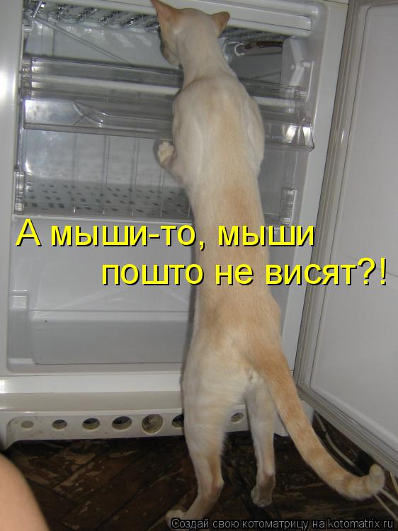А мыши-то, мыши пошто не висят?!... Котоматрица: А мыши-то, мыши пошто не висят?!
