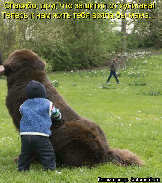 Котоматрица: Спасибо, друг, что защитил от хулигана! Теперь к нам жить тебя взяла бы мама...