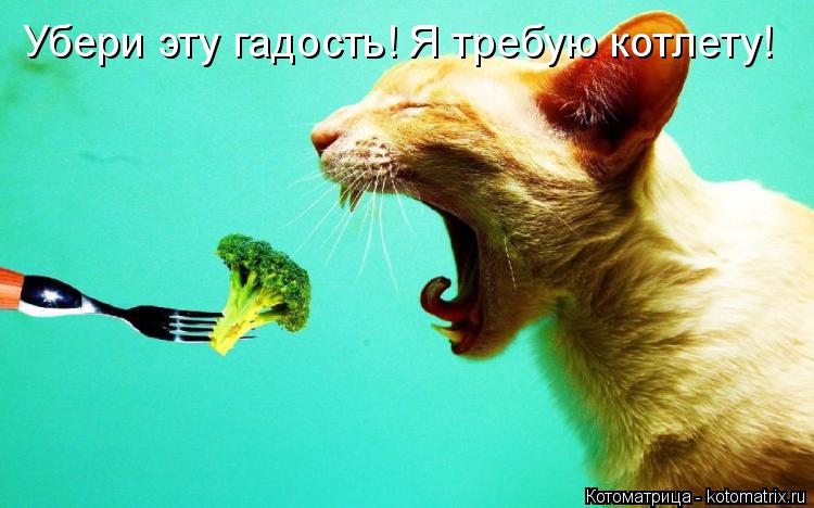 Убери эту гадость! Я требую котлету!... Котоматрица: Убери эту гадость! Я требую котлету!