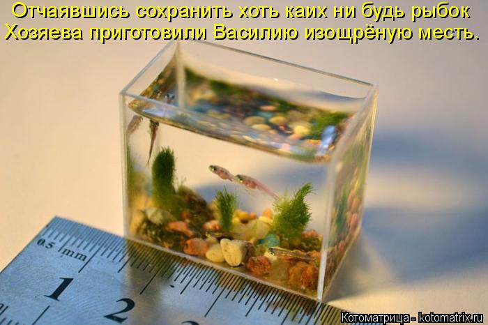 Отчаявшись сохранить хоть каих ни будь рыбок Хозяева приготовили Василию изощрёную месть.... Котоматрица: Отчаявшись сохранить хоть каих ни будь рыбок Хозяева приготовили Василию изощрёную месть.