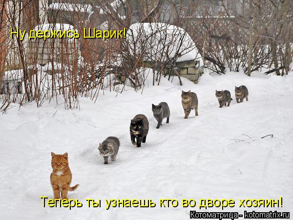 Ну держись Шарик! Теперь ты узнаешь кто во дворе хозяин!... Котоматрица: Ну держись Шарик! Теперь ты узнаешь кто во дворе хозяин!