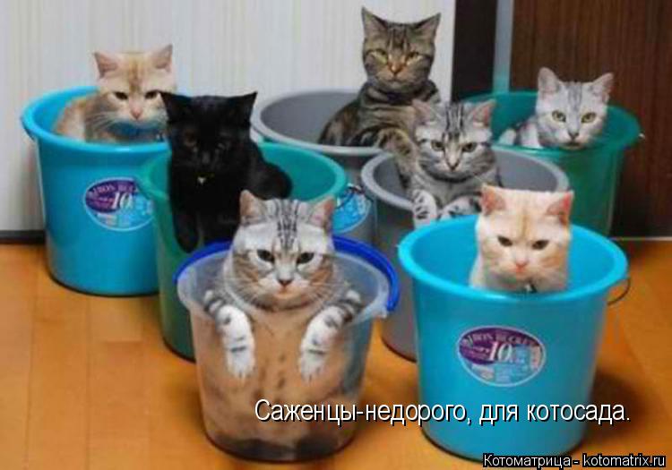 Саженцы-недорого, для котосада.... Котоматрица: Саженцы-недорого, для котосада.