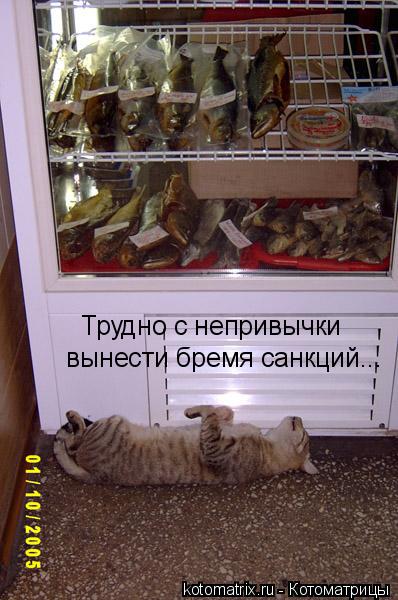 Котоматрица: Трудно с непривычки  вынести бремя санкций...
