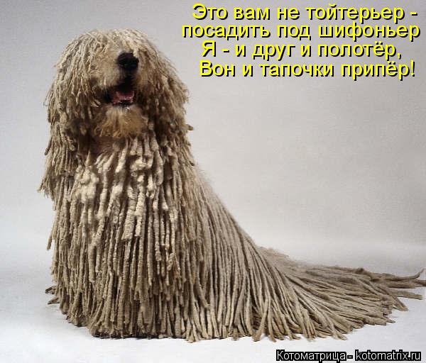 Это вам не тойтерьер - посадить под шифоньер Я - и друг и полотёр, Вон и тапочки припёр!... Котоматрица: Это вам не тойтерьер - посадить под шифоньер Я - и друг и полотёр, Вон и тапочки припёр!