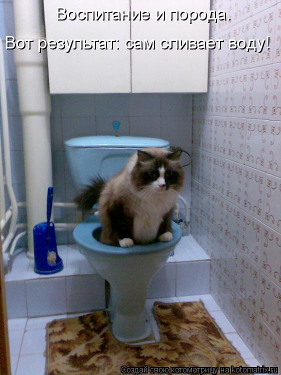 Котоматрица: Воспитание и порода. Вот результат: сам сливает воду!