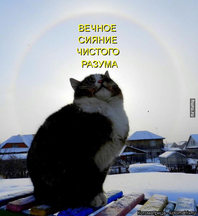Котоматрица: ВЕЧНОЕ СИЯНИЕ ЧИСТОГО РАЗУМА