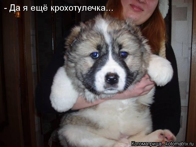 - Да я ещё крохотулечка...... Котоматрица: - Да я ещё крохотулечка...
