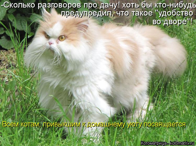 Котоматрица: -Сколько разговоров про дачу! хоть бы кто-нибудь предупредил, что такое "удобство во дворе"! Всем котам, привыкшим к домашнему уюту посвящает