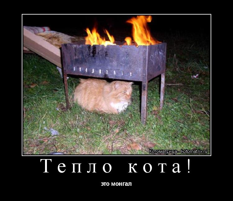 Котоматрица: Тепло кота! это монгал