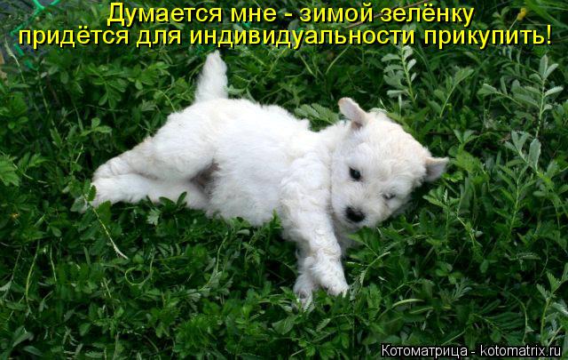 Котоматрица: Думается мне - зимой зелёнку  придётся для индивидуальности прикупить!