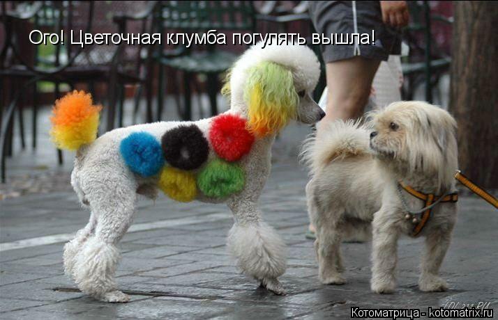 Котоматрица: Ого! Цветочная клумба погулять вышла!