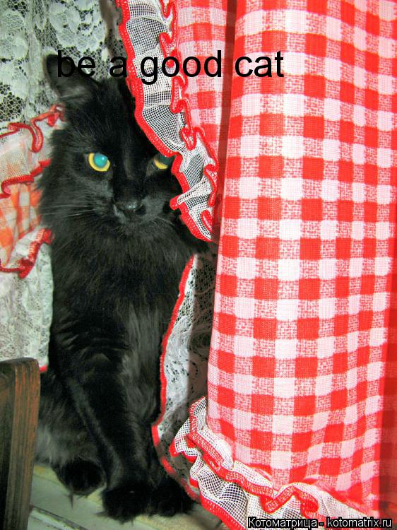be a good cat... Котоматрица: be a good cat