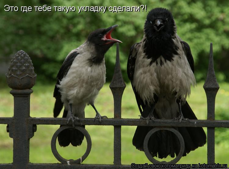Котоматрица: Это где тебе такую укладку сделали?!