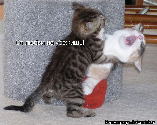 Котоматрица: От любви не убежишь!