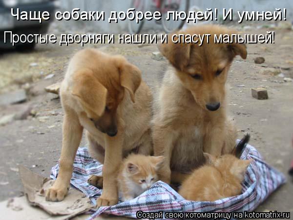Котоматрица: Чаще собаки добрее людей! И умней! Простые дворняги нашли и спасут малышей!