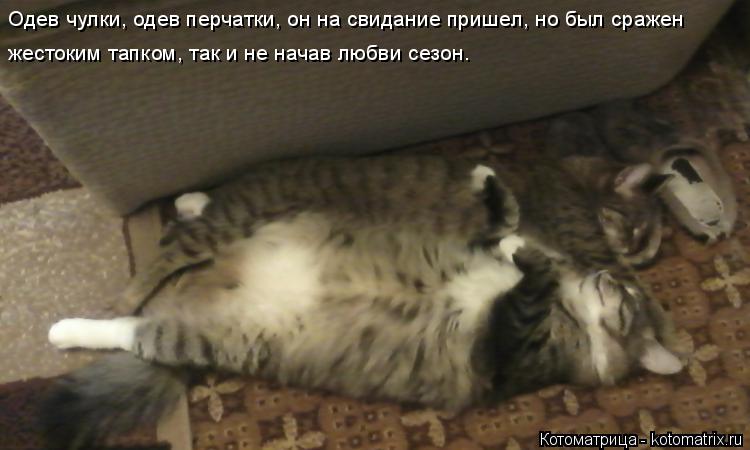 Котоматрица: Одев чулки, одев перчатки, он на свидание пришел, но был сражен жестоким тапком, так и не начав любви сезон.