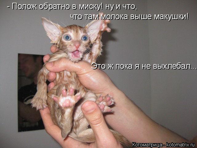 Котоматрица: - Полож обратно в миску! ну и что,  что там молока выше макушки! Это ж пока я не выхлебал....