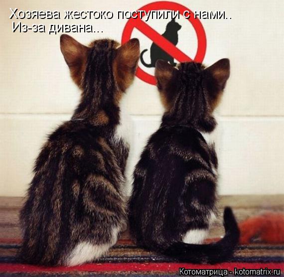 Котоматрица: Хозяева жестоко поступили с нами.. Из-за дивана...
