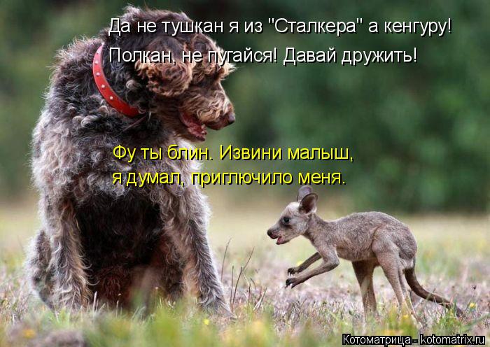 Котоматрица: Да не тушкан я из "Сталкера" а кенгуру!  Полкан, не пугайся! Давай дружить! Фу ты блин. Извини малыш,  я думал, приглючило меня.