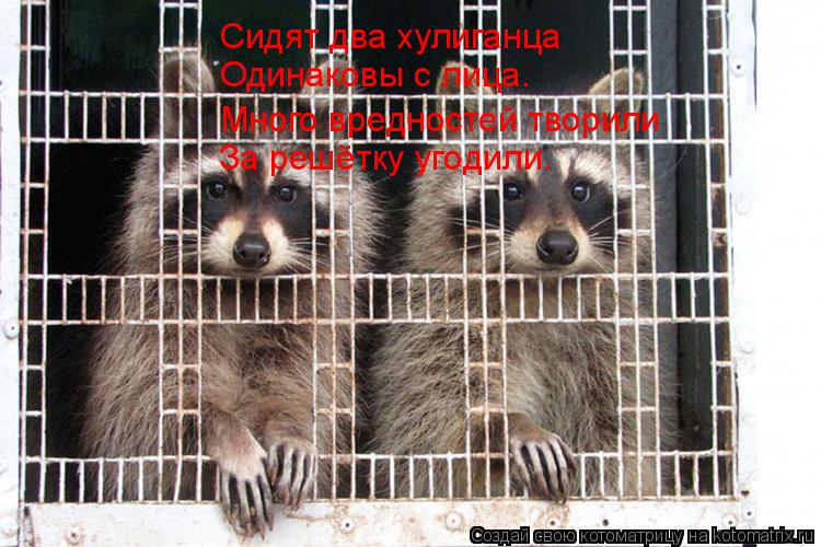 Сидят два хулиганца Одинаковы с лица. Много вредностей творили За решётку угодили.... Котоматрица: Сидят два хулиганца Одинаковы с лица. Много вредностей творили За решётку угодили.