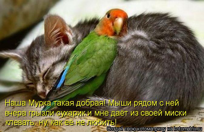 Котоматрица: Наша Мурка такая добрая! Мыши рядом с ней   вчера грызли сухарик и мне даёт из своей миски клевать, ну, как её не любить!