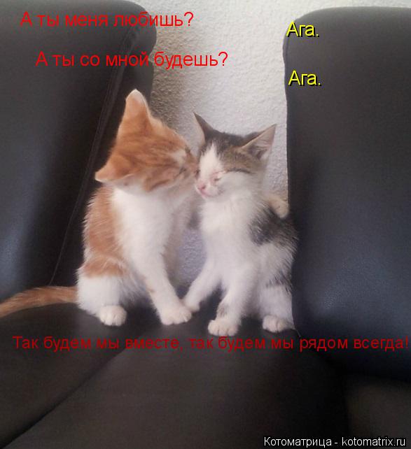 А ты меня любишь? Ага. А ты со мной будешь? Ага. Так будем мы вместе, так будем мы рядом всегда!... Котоматрица: А ты меня любишь? Ага. А ты со мной будешь? Ага. Так будем мы вместе, так будем мы рядом всегда!
