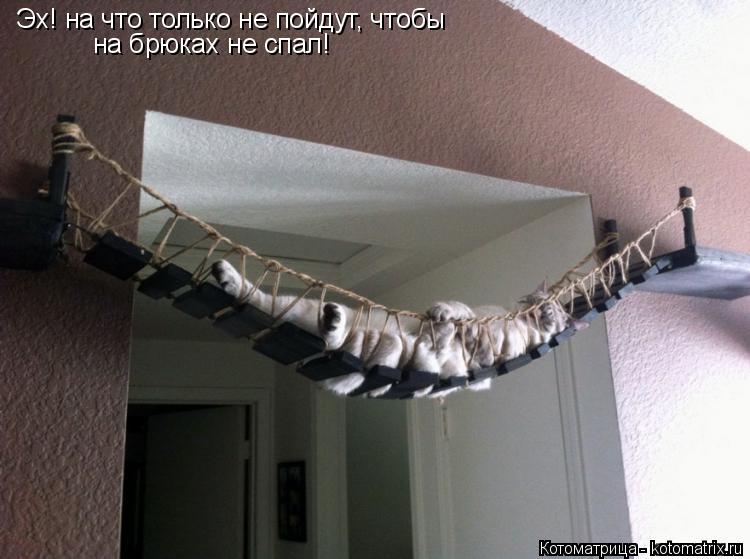 на брюках не спал! Эх! на что только не пойдут, чтобы... Котоматрица: на брюках не спал! Эх! на что только не пойдут, чтобы