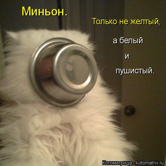Миньон. Только не желтый, а белый и пушистый.... Котоматрица: Миньон. Только не желтый, а белый и пушистый.