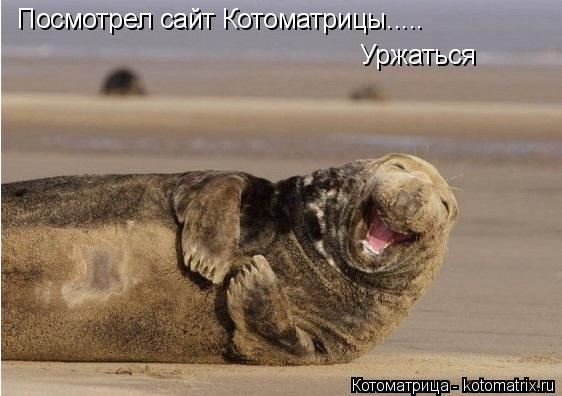 Посмотрел сайт Котоматрицы..... Уржаться... Котоматрица: Посмотрел сайт Котоматрицы..... Уржаться
