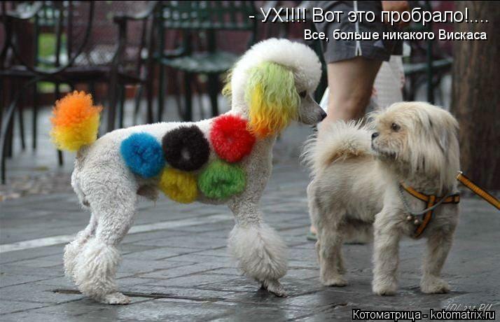 - УХ!!!! Вот это пробрало!.... Все, больше никакого Вискаса... Котоматрица: - УХ!!!! Вот это пробрало!.... Все, больше никакого Вискаса