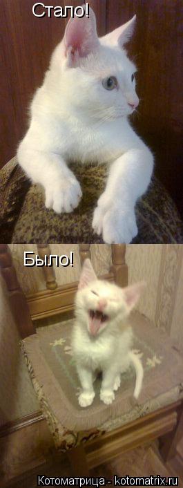 Стало! Было!... Котоматрица: Стало! Было!