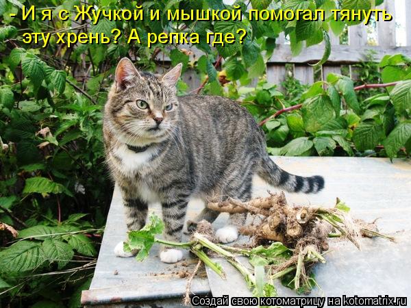 - И я с Жучкой и мышкой помогал тянуть эту хрень? А репка где?... Котоматрица: - И я с Жучкой и мышкой помогал тянуть эту хрень? А репка где?