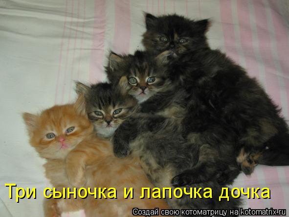 Три сыночка и лапочка дочка... Котоматрица: Три сыночка и лапочка дочка
