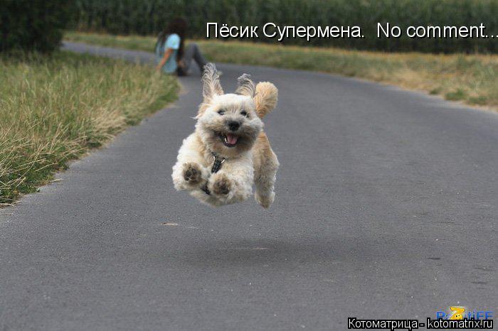 Пёсик Супермена. No comment...... Котоматрица: Пёсик Супермена. No comment...