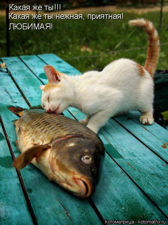 Какая же ты!!! Какая же ты нежная, приятная! ЛЮБИМАЯ!... Котоматрица: Какая же ты!!! Какая же ты нежная, приятная! ЛЮБИМАЯ!