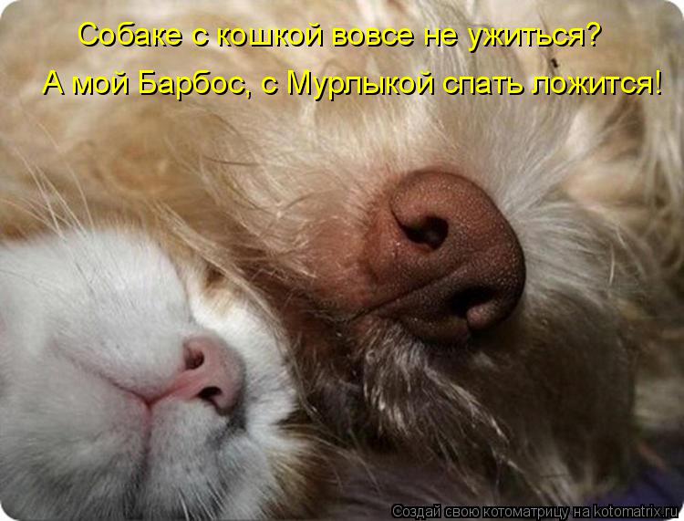 Котоматрица: Собаке с кошкой вовсе не ужиться? А мой Барбос, с Мурлыкой спать ложится!