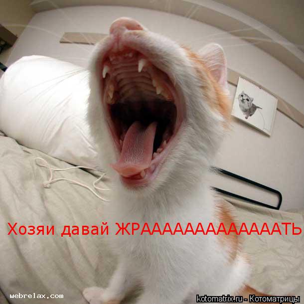 Котоматрица: Хозяи давай ЖРАААААААААААААТЬ