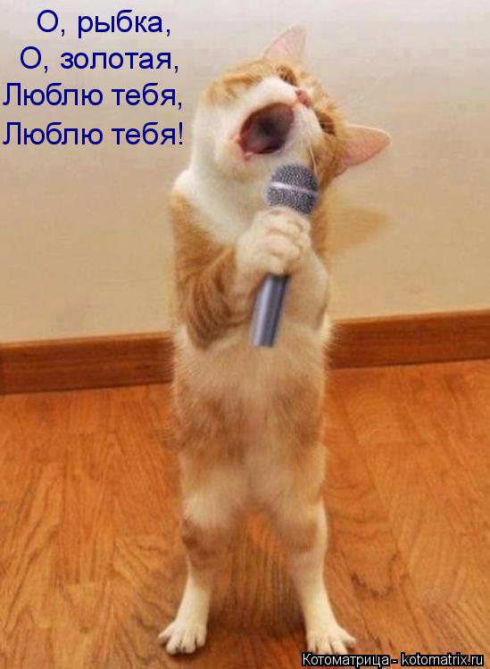 Люблю тебя, Люблю тебя! О, золотая, О, рыбка,... Котоматрица: Люблю тебя, Люблю тебя! О, золотая, О, рыбка,