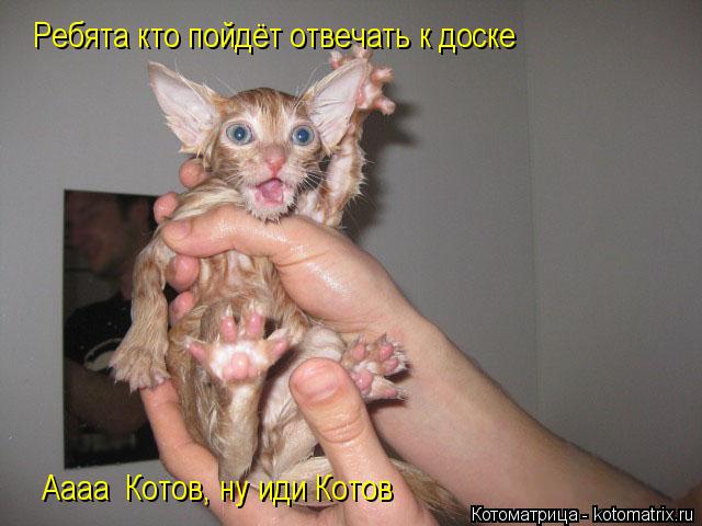 Ребята кто пойдёт отвечать к доске Аааа Котов, ну иди Котов... Котоматрица: Ребята кто пойдёт отвечать к доске Аааа Котов, ну иди Котов
